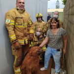 Cadela fica presa em assoalho de casa e é resgatada por bombeiros, no DF