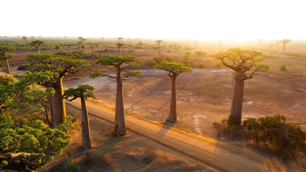 Sequóias gigantes com por do sol ao fundo