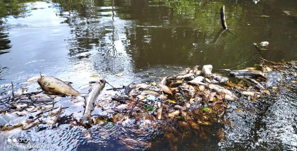 Cetesb multa usina por morte de peixes; MP vai apurar responsabilidade