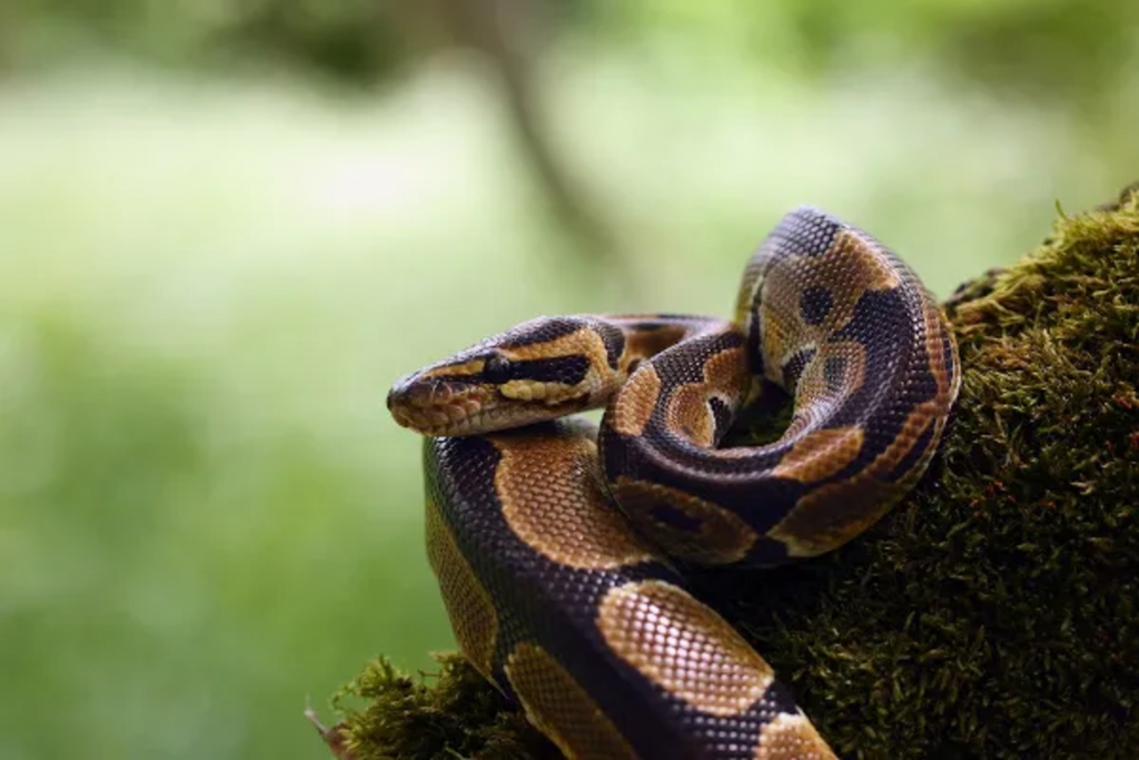 Quais as maiores cobras do mundo?