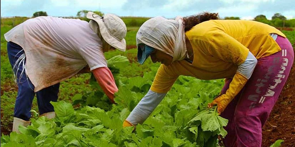 Embrapa capacitará técnicos de países africanos em produção agrícola