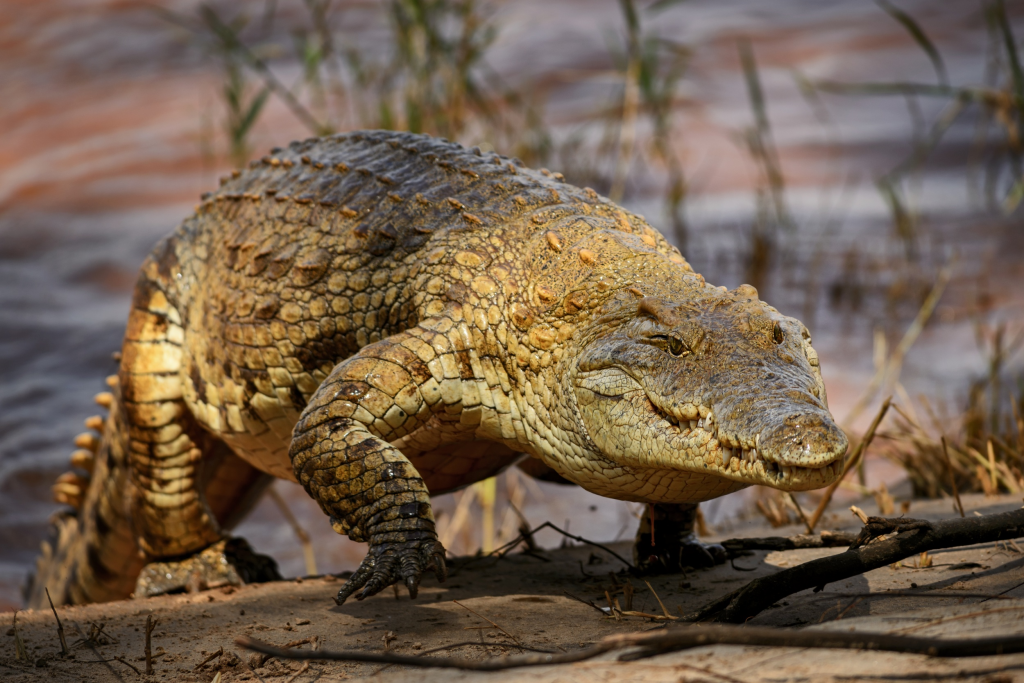 Quais as diferenças entre crocodilos e jacarés?