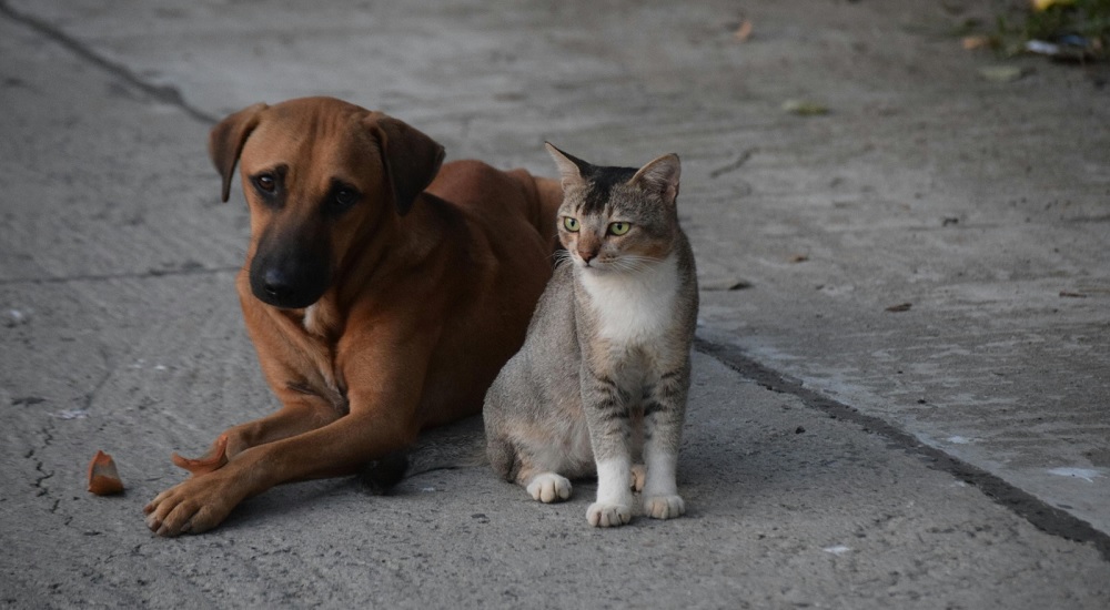 Programa mensal de castração gratuita do GDF beneficiará 720 animais em fevereiro